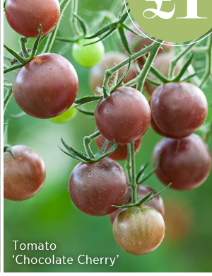 Tomato 'Chocolate Cherry' 