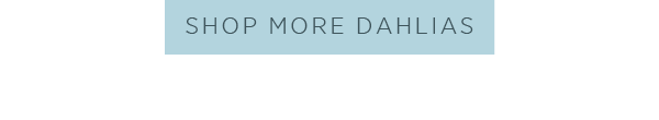Shop more dahlias > 