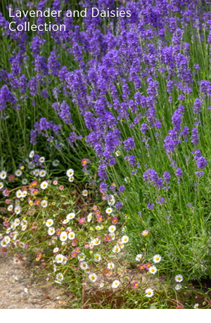 Lavender and daisies collection. 