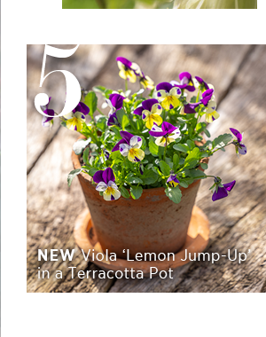 5. New - Viola 'Lemon Jump-Up' in a Terracotta Pot 