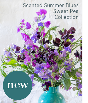 New - Scented Summer Blues Sweet Pea Collection.