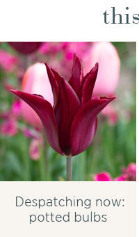 Despatching now: potted bulbs 