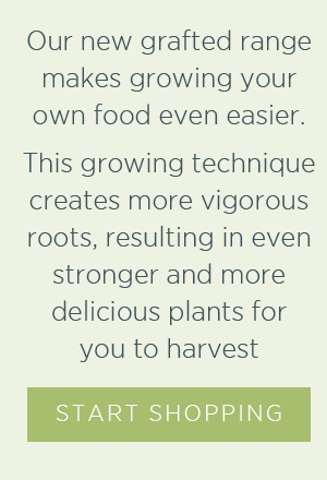 Our new grafted range makes growing your own food even easier. This growing technique creates more vigorous roots, resulting in even stronger and more delicious plants for you to harvest. Start Shopping >
