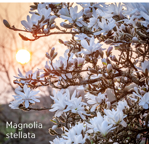 Magnolia stellata 