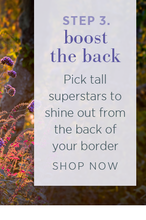 Step 3. Boost the back. Pick tall superstars to shine out from the back of your border. Shop now > 