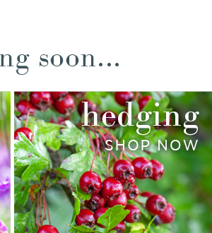 Hedging. Shop Now >
