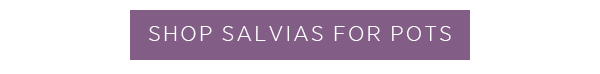 Shop salvias for pots >