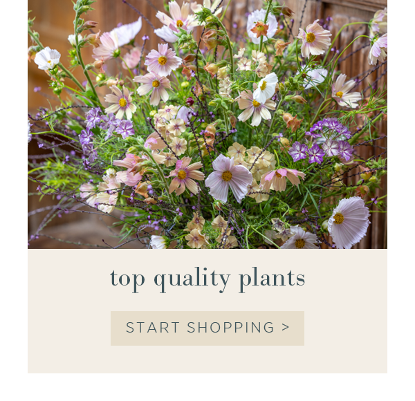 Top quality plants > 