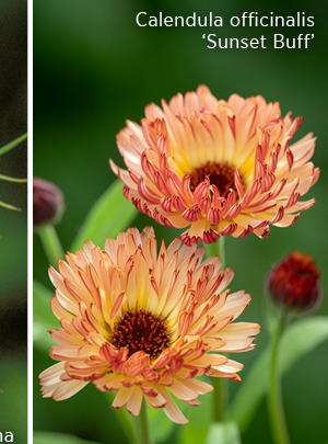 Calendula officinalis 'Sunset Buff' 