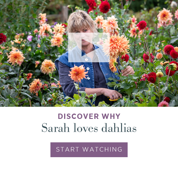 Discover why Sarah loves dahlias. Start watching > 