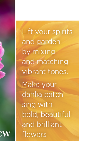 Lift your spirits and garden by mixing and matching vibrant tones. Make your dahlia patch sing with bold, beautiful and brilliant flowers. 