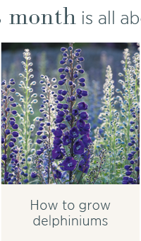 How to grow delphiniums