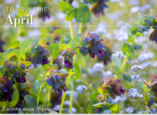 To sow this April. Cerinthe major 'Purpurascnes' 