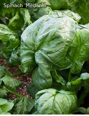Spinach 'Medania' 