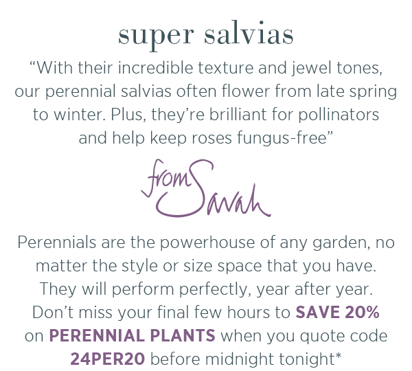 Super salvias. "With their incredible texture and jewel tones, our perennial salvias often flower from late spring to winter. Plus, they're brilliant for pollinators and help keep roses fungus-free." - from Sarah. Perennials are the powerhouse of any garden, no matter the style or size space that you have. They will perform perfectly, year after year Don't miss your final few hours to save 20% on perennials when you quote code 24PER20 before midnight tonight*. 