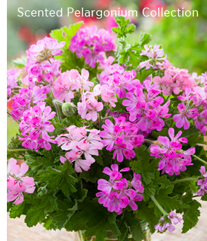 Scented Pelargonium Collection 