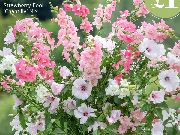 Strawberry Fool 'Chantilly' Mix 