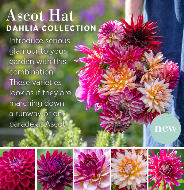 New - Ascot Hat Dahlia Collection. Introduce serious glamour to your garden with this combination. These varieties look as if they are marching down a runway or on parade at Ascot. 