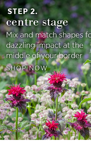 Step 2. Centre stage. Mix and match shapes for dazzling impact at the middle of your border. Shop now >