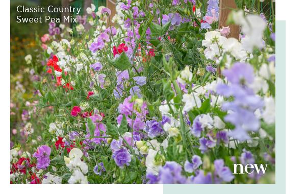 New - Classic Country Sweet Pea Mix. 