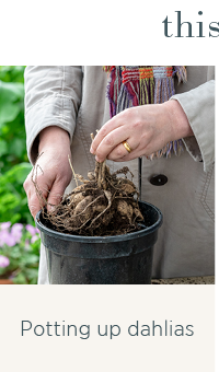 Potting up dahlias