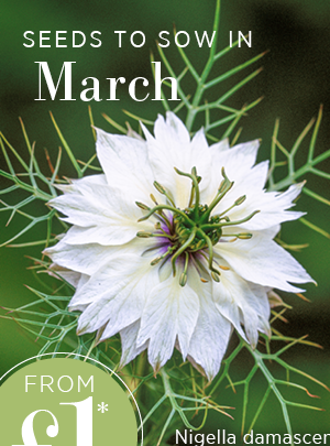 Seeds to sow in March. Nigella damascena 'Miss Jekyll Alba' 