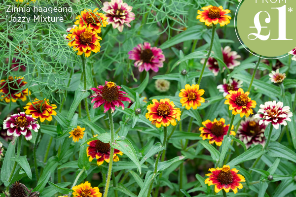 From £1. Zinnia haageana 'Jazzy Mixture' 