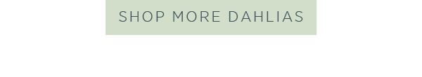 Shop more dahlias >