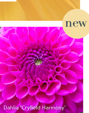 New - Dahlia 'Cryfield Harmony' 