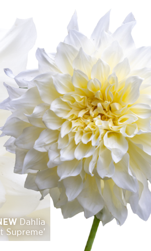 New. Dahlia 'Café au Lait Supreme'