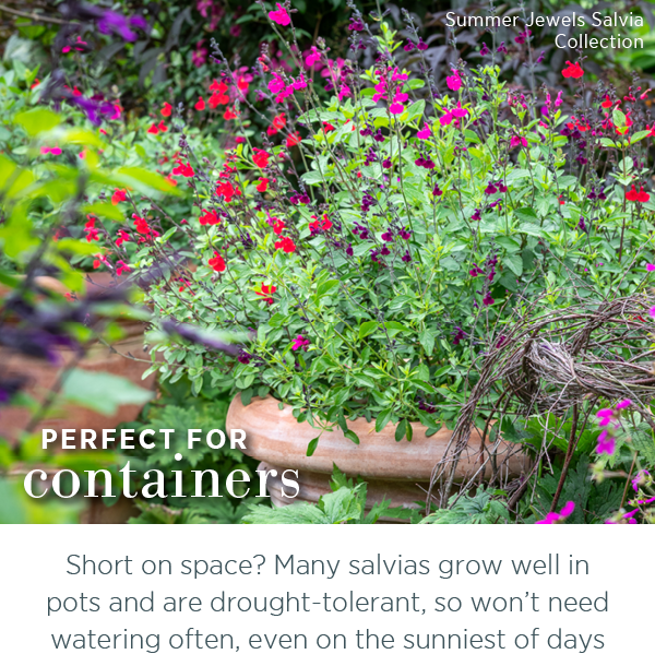 Summer Jewels Salvia Collection. Perfect for containers. Short on space? Many salvias grow well in pots and are drought-tolerant, so won't need watering often, even on the sunniest of days. 