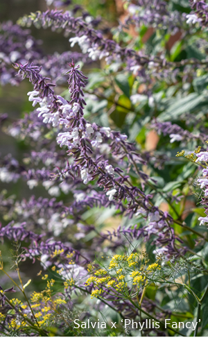 Salvia x 'Phyllis Fancy' 