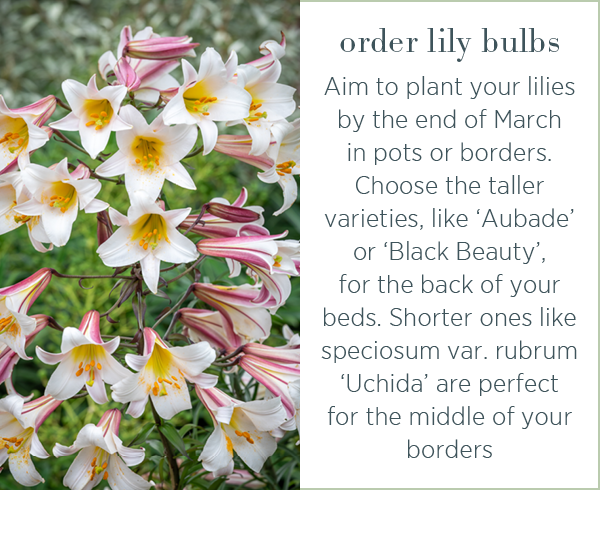 Order lily bulbs. Aim to plant your lilies by the end of March in pots or borders. Choose the taller varieties, like 'Aubade' or 'Black Beauty', for the back of your beds. Shorter ones like speciosum var. rubrum 'Uchida' are perfect for the middle of your borders. 