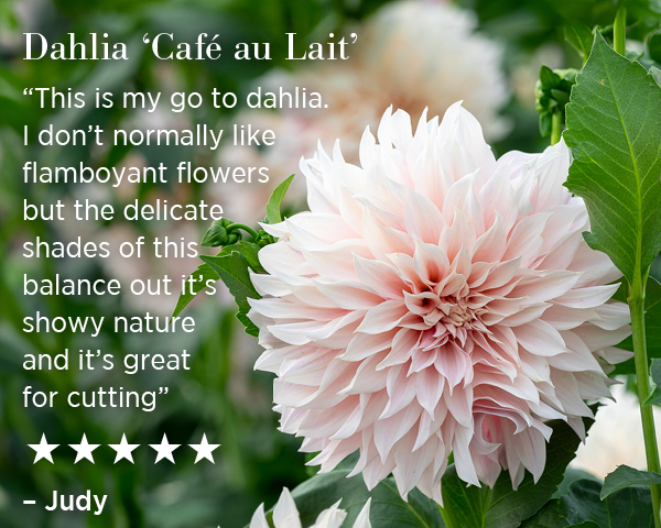Dahlia 'Cafe au Lait'. "This is my go to dahlia. I don't normally like flamboyant flowers but the delicate shades of this balance out it's showy nature and it's great for cutting". ☆☆☆☆☆. - Judy.