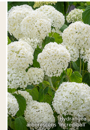 Hydrangea arborescens 'Incrediball'