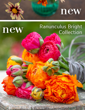New - Ranunculus Bright Collection 