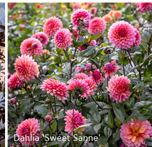 Dahlia 'Sweet Sanne' 