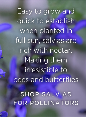 Easy to grow and quick to establish when planted in full sun, salvias are rich with nectar. Making them irresistible to bees and butterflies. Shop salvias for pollinators > 