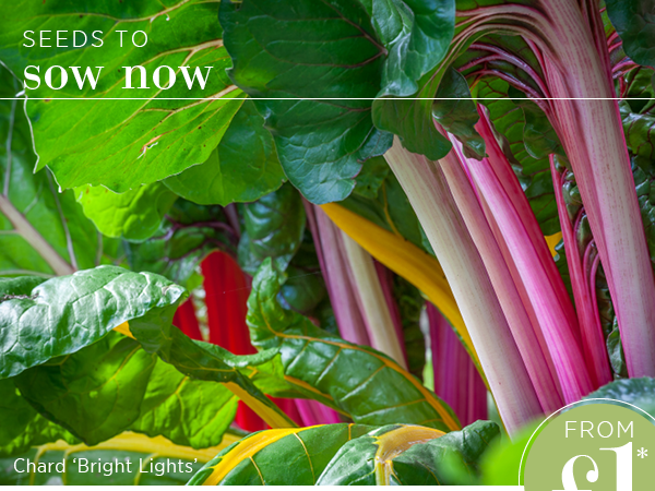 Seeds to sow now. From £1. Chard 'Bright Lights' 