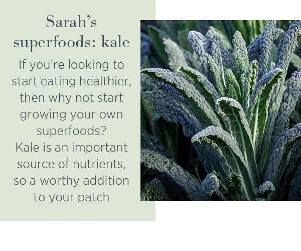 Sarah's superfoods: kale. If you're looking to start eating healthier, then why not start growing your own superfoods? Kale is an important source of nutrients, so a worthy addition to your patch. 