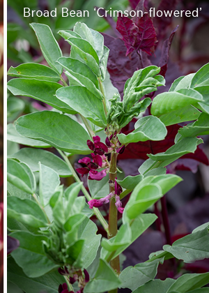 Broad Bean 'Crimson-flowered'.
