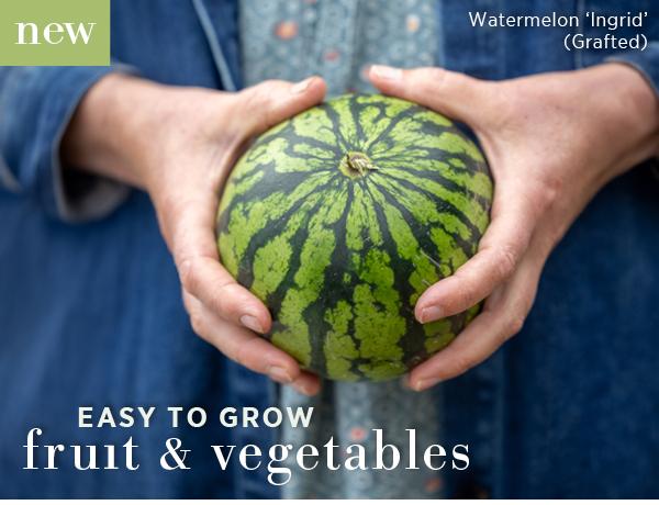 Easy to grow fruit & vegetables. New - Watermelon 'Ingrid' (Grafted). 