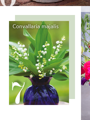 7. Convallaria majalis 