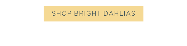 Shop bright dahlias >