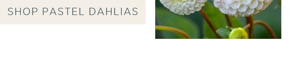Shop pastel dahlias >