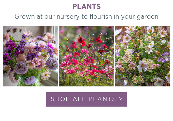 Plants: grown at our nursery to flourish in your garden.