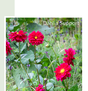 Dahlia support 
