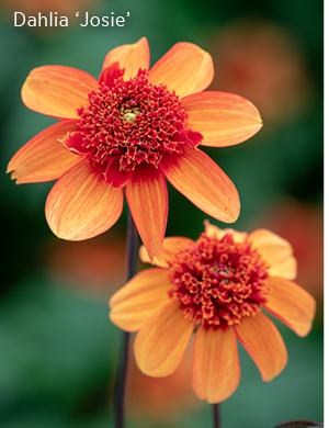 Dahlia 'Josie' 