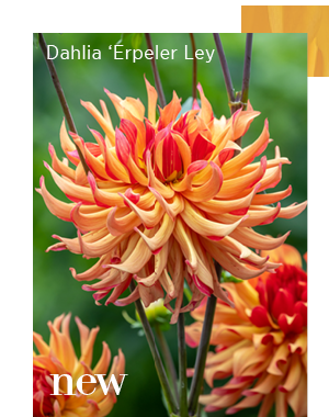 New. Dahlia 'Erpeler Ley' 