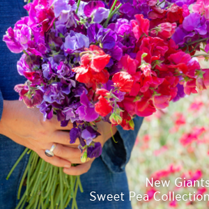 New Giants. Sweet Pea Collection. 